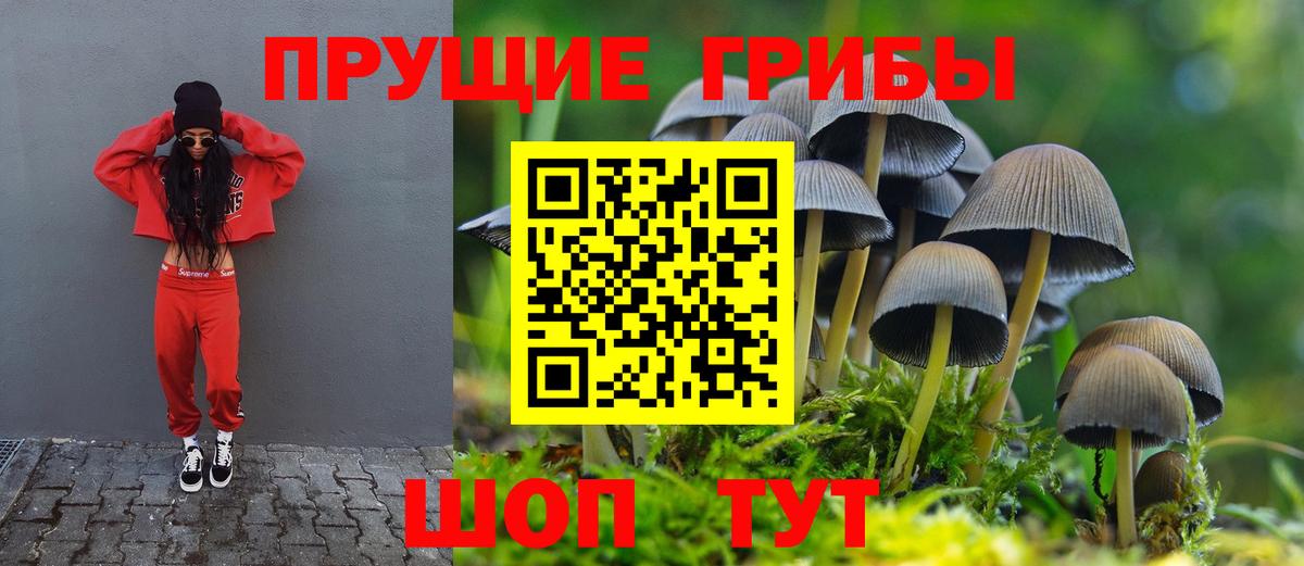 Псилоцибиновые грибы Cubensis Канск